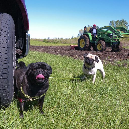 Petals & Pugs